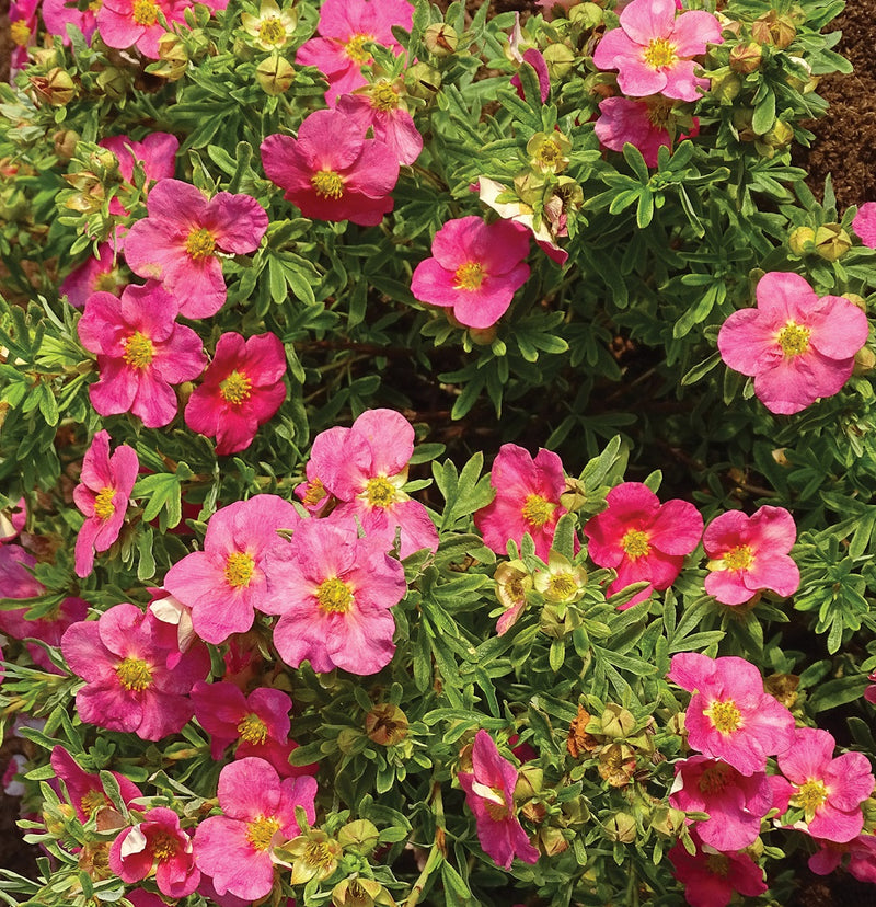 Potentilla f Bella Bellissima 