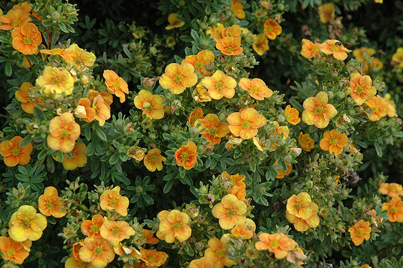 Potentilla f Mango Tango 