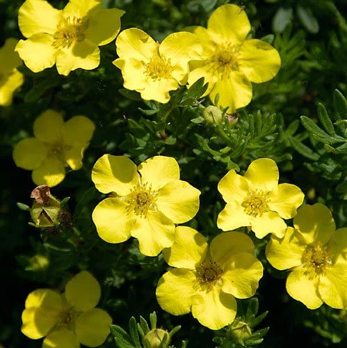 Potentilla f Dakota Sunspot 