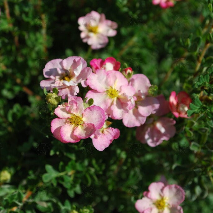 Potentilla f Happy Face Hearts 