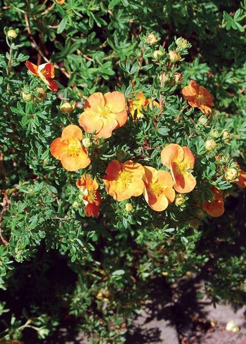 Potentilla f Marmalade 