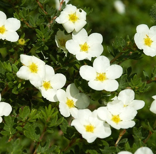 Potentilla f McKay&