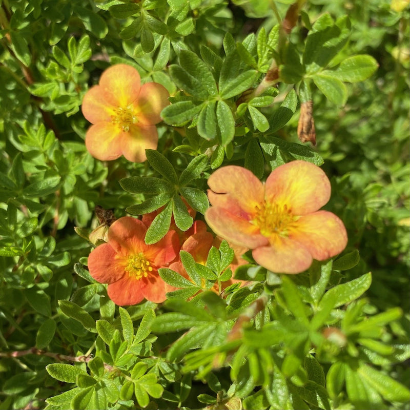 Potentilla f Orangeade 