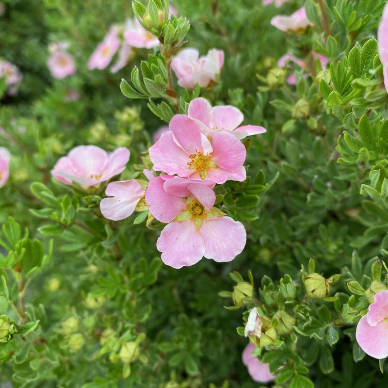 Potentilla f Pink Beauty 