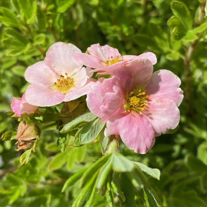 Potentilla f Pink Paradise 