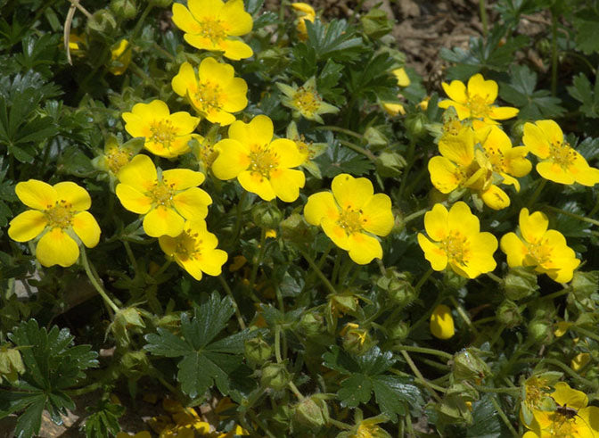 Potentilla taberaemontani 