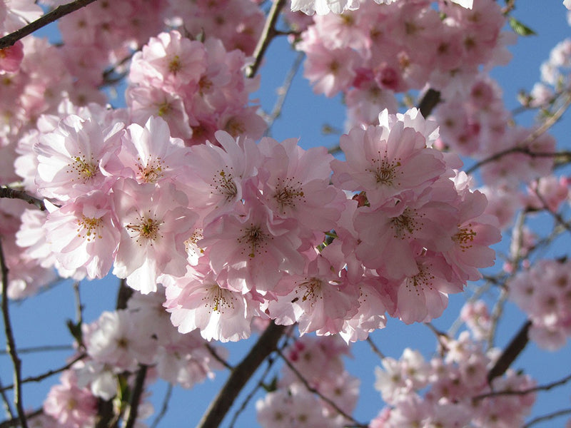 Prunus x Accolade 