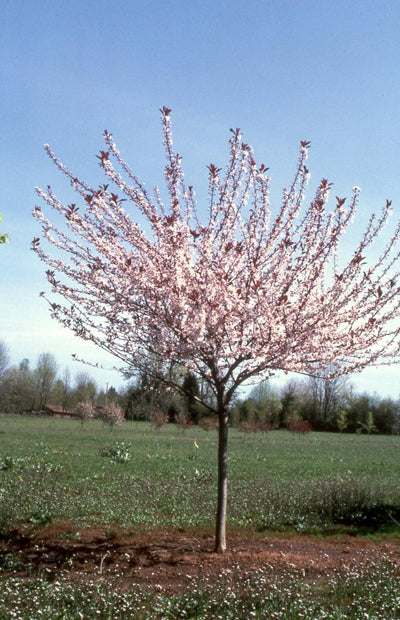 Prunus cis Big Cis 