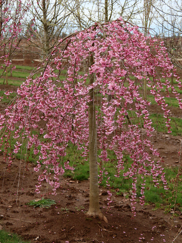 Prunus Pink Cascade 3.5"