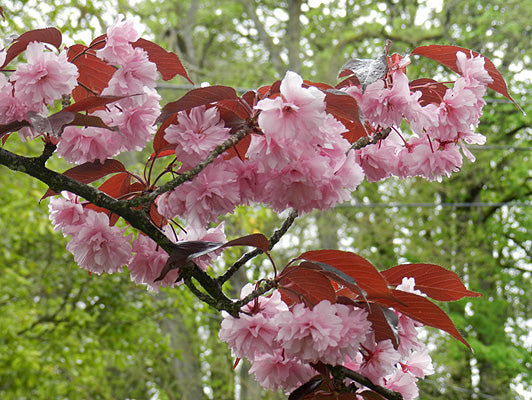Prunus ser Royal Burgundy 