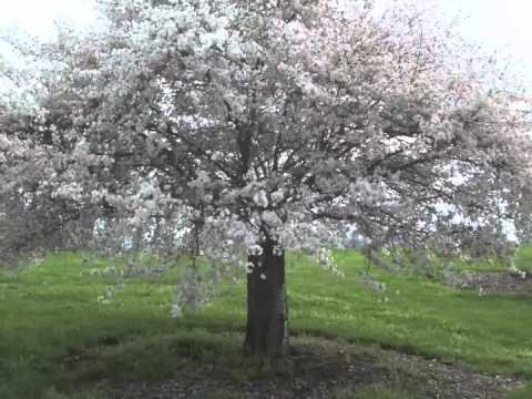 Prunus sub Autumnalis 