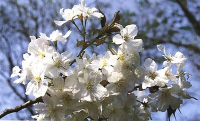 Prunus yed Akebono 1.5"