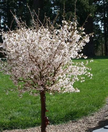 Prunus inc Little Twist std 