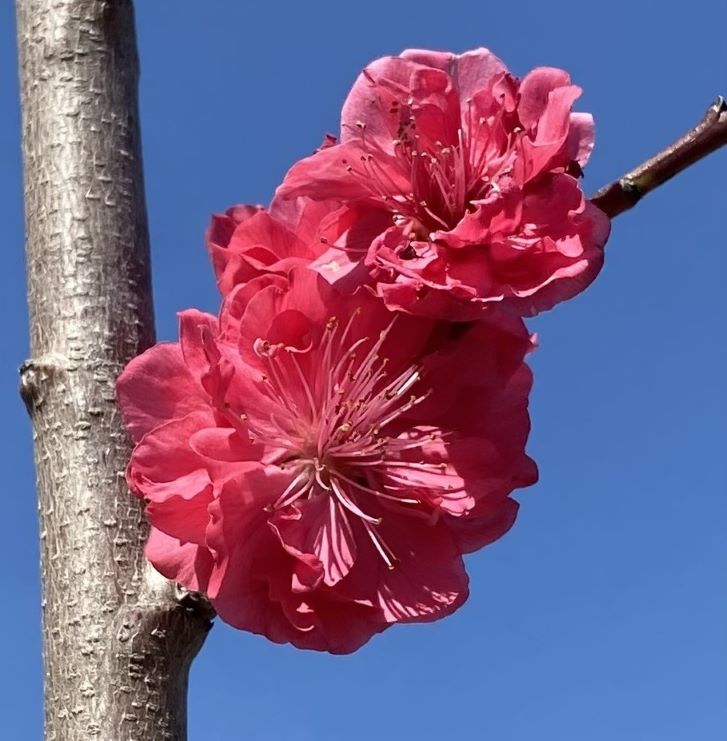 Prunus per Crimson Cascade 