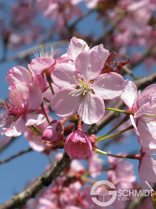 Prunus sarg Pink Myst 