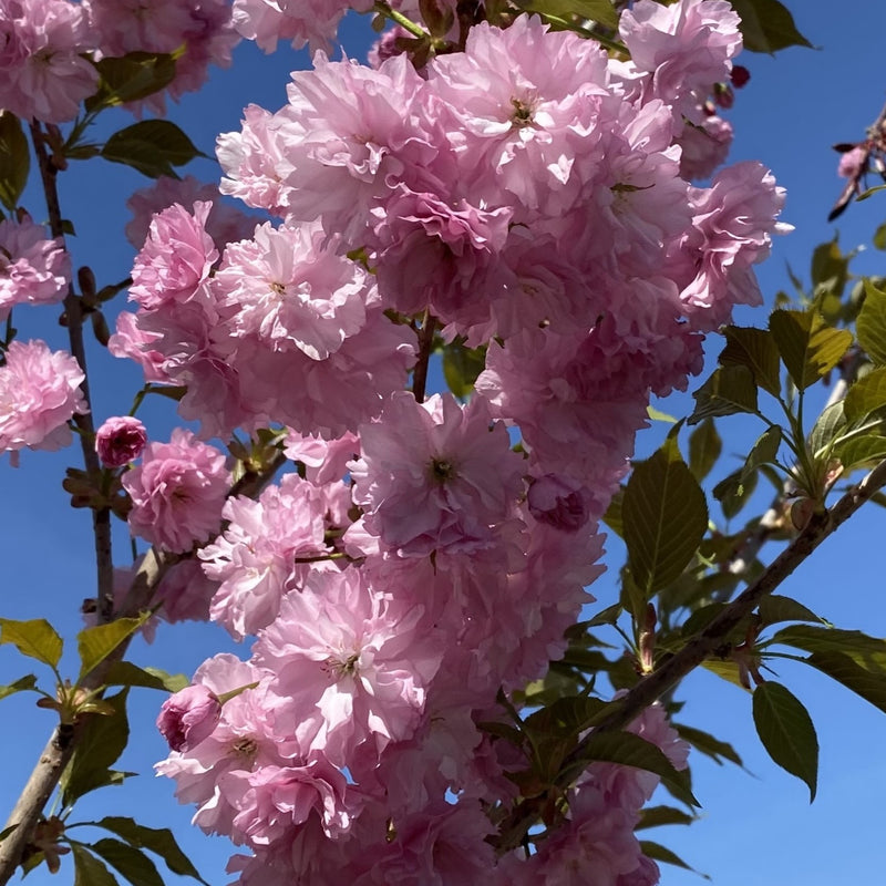 Prunus ser Kwanzan 