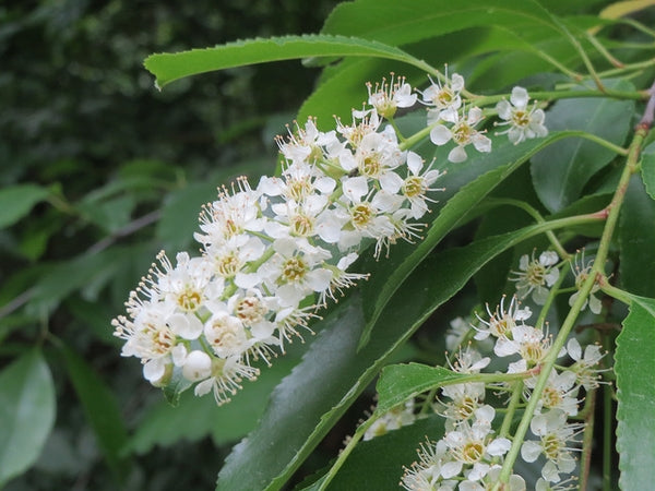 Prunus serotina 