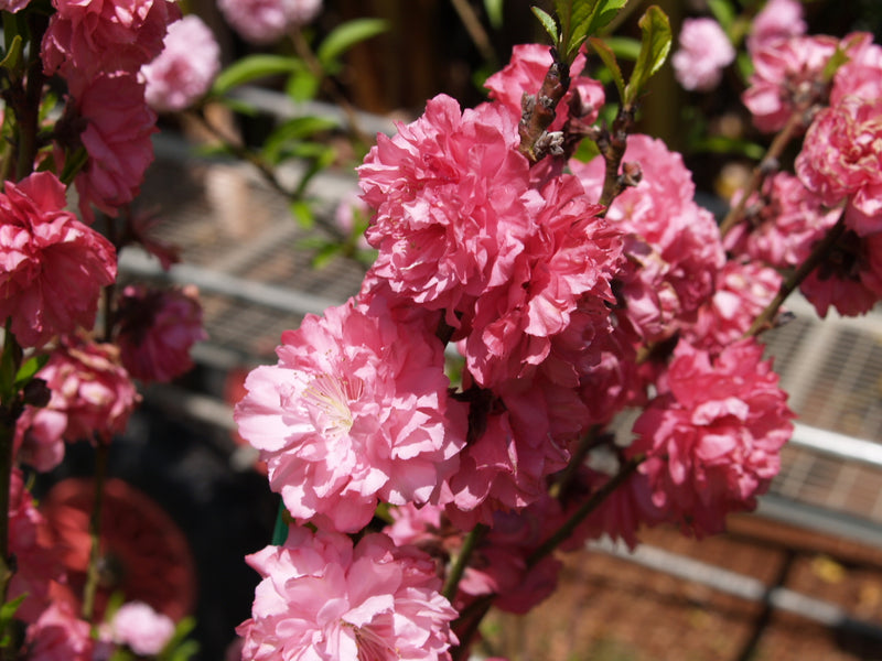 Prunus per Double Red Flowering 