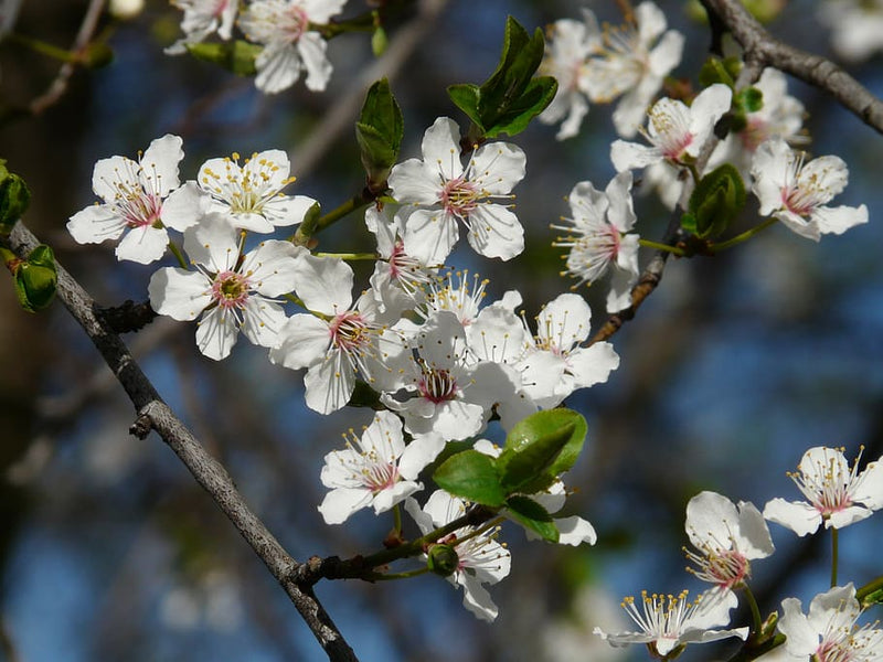 Prunus americana 