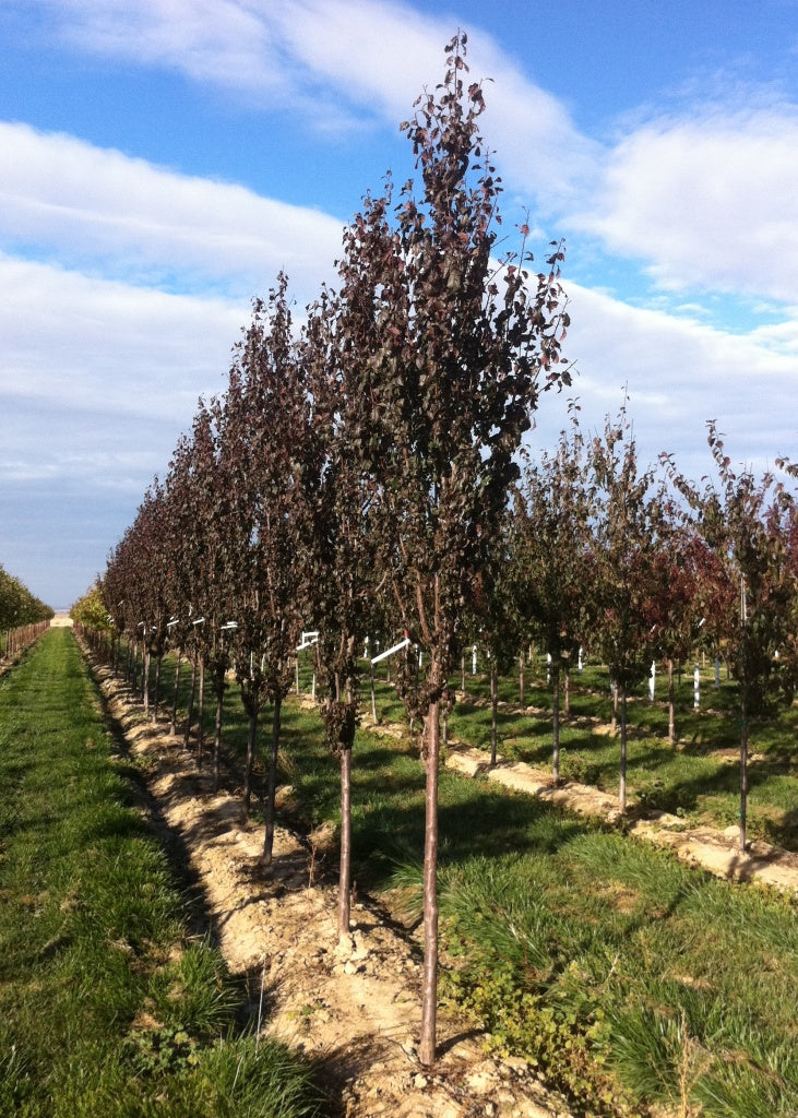 Prunus cer Crimson Pointe TF 