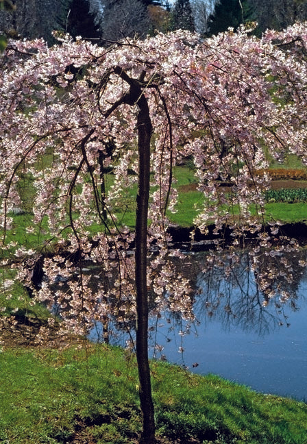 Prunus sub pend fl pl 4&