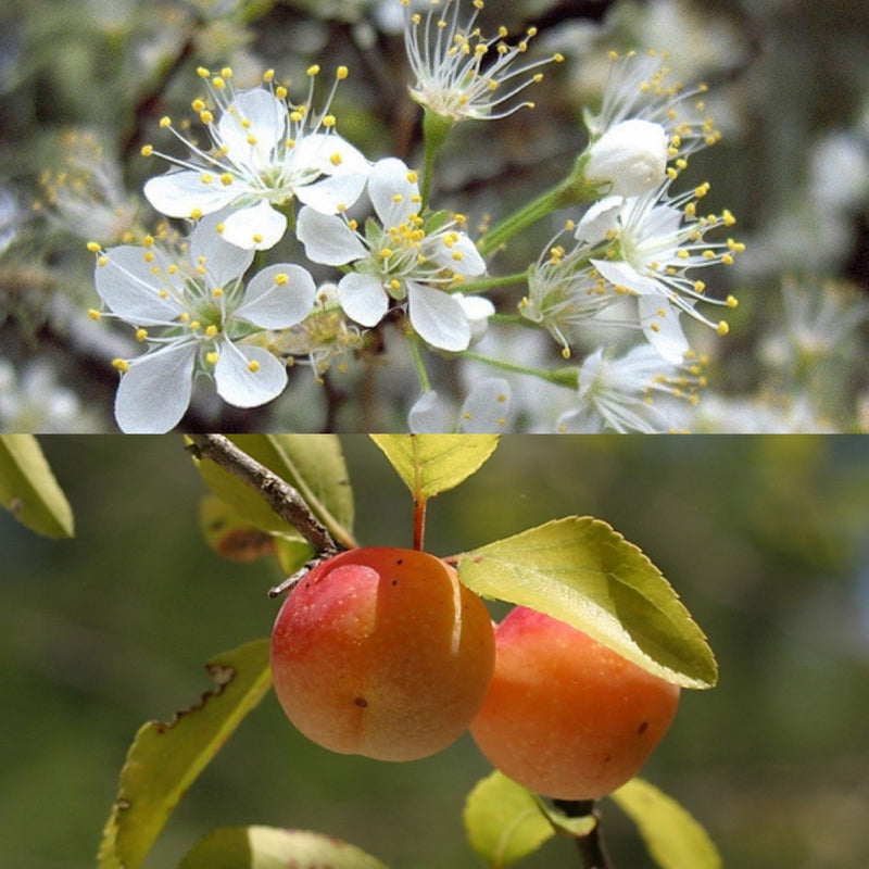 Prunus angustifolia 