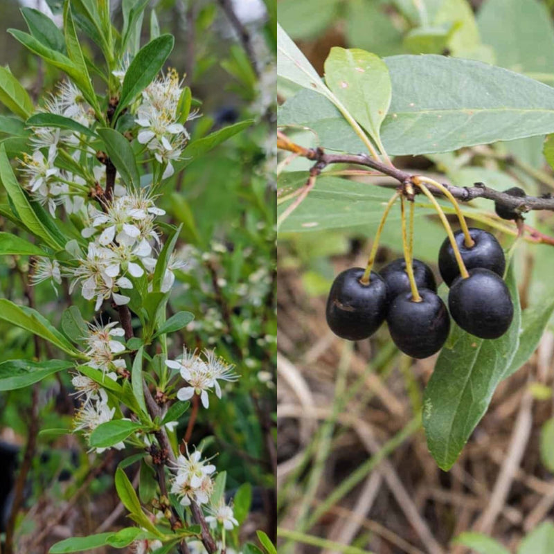 Prunus pumila 