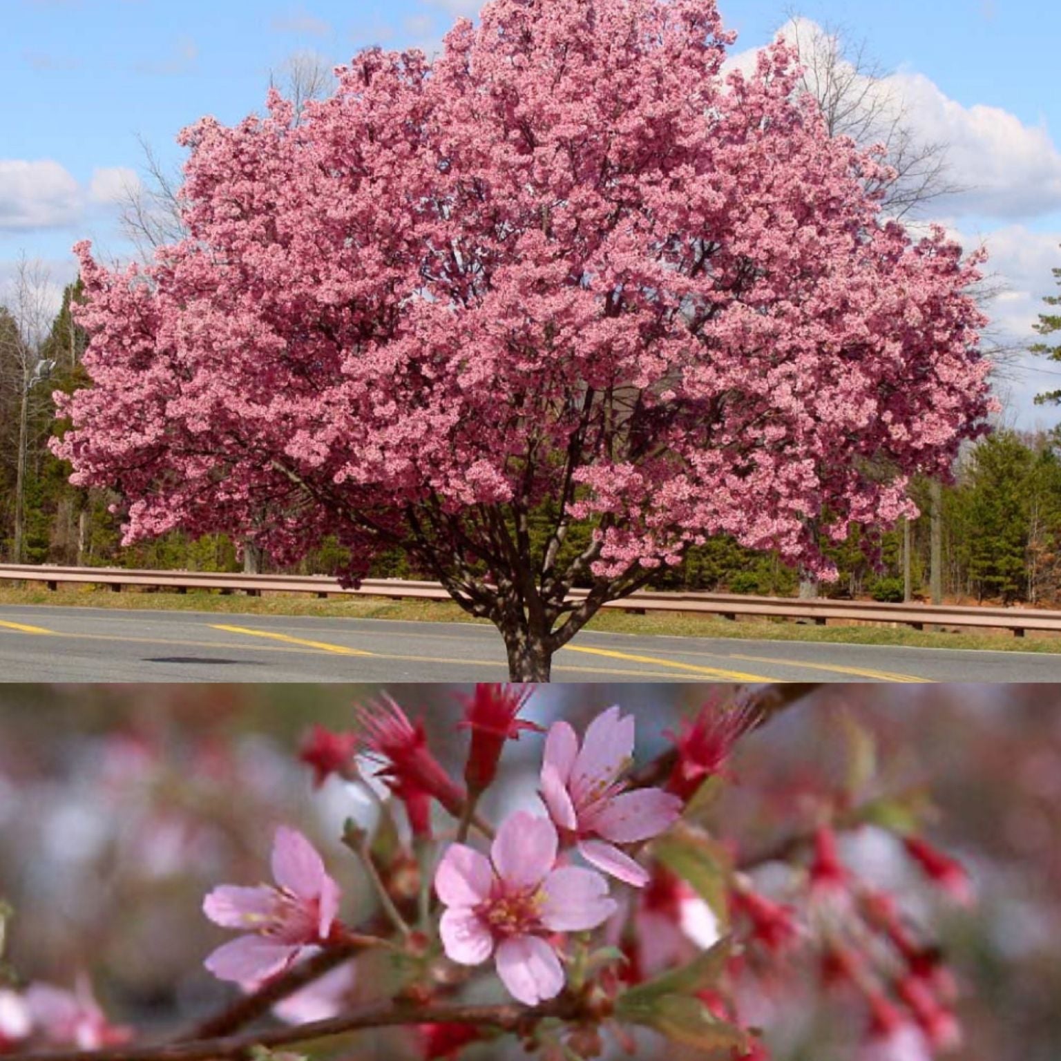 Prunus x Okame #5 – The Siebenthaler Company