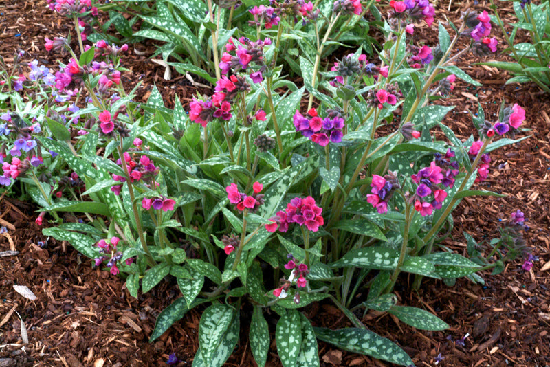 Pulmonaria Raspberry Splash 