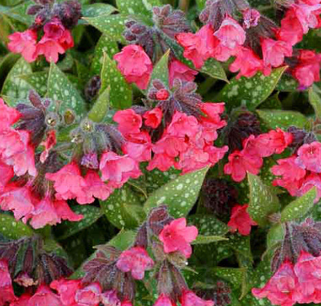Pulmonaria Shrimps on the Barbie 