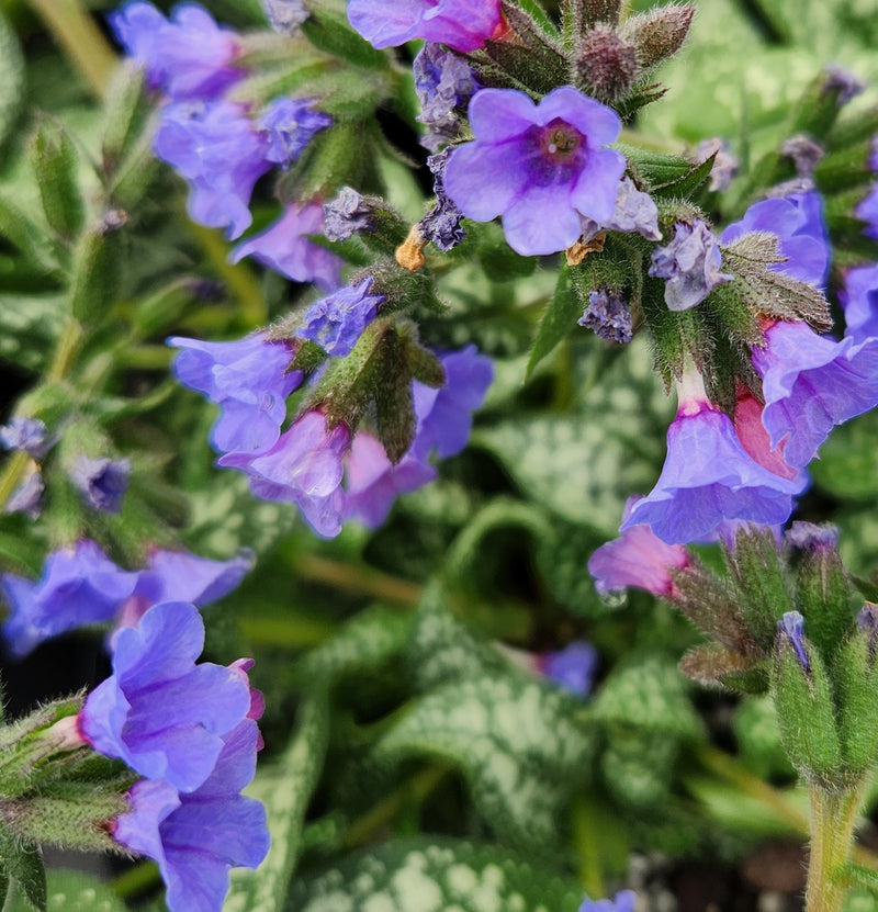 Pulmonaria Trevi Fountain 