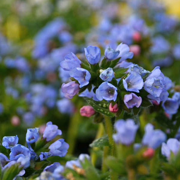 Pulmonaria Twinkle Toes 