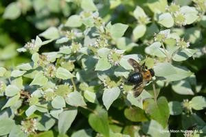 Pycnanthemum muticum 