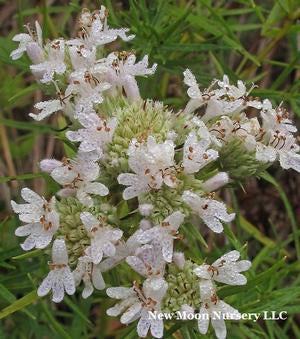 Pycnanthemum tenuifolium 