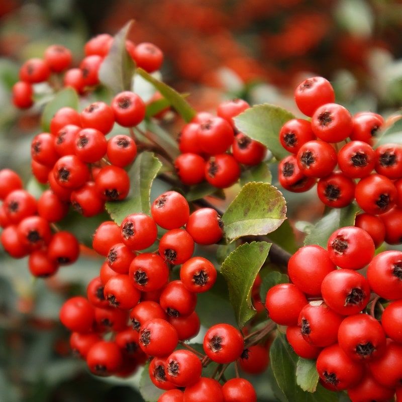 Pyracantha c Red Column 