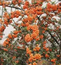 Pyracantha c Thornless 