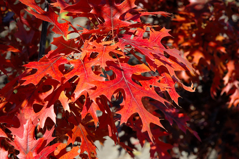 Quercus Majestic Skies 1.75"