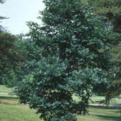 Quercus alba 2"