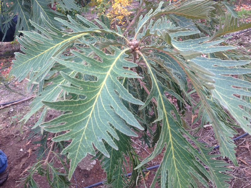 Quercus d Pinnatifida  