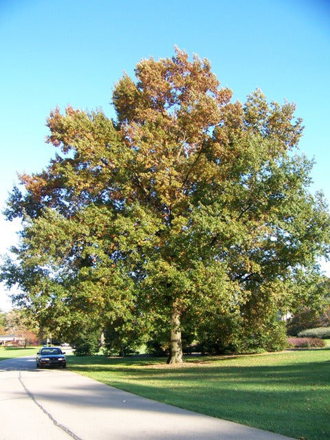 Quercus imbricaria 2"