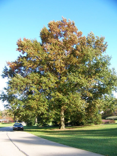 Quercus imbricaria 2.5"