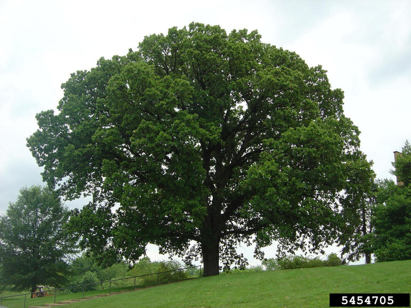 Quercus macrocarpa 1.75"