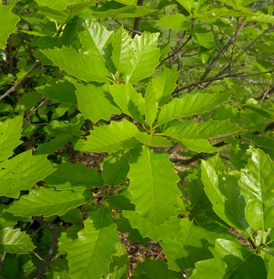 Quercus prinoldes 
