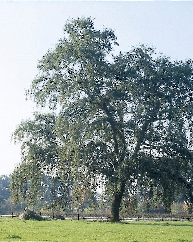 Quercus robur pendula 