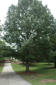 Quercus shumardi 