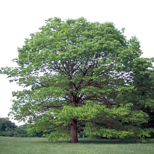 Quercus alba 3.5"