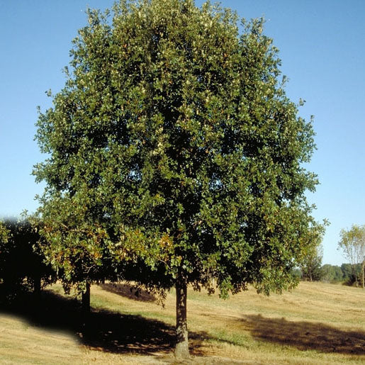 Quercus lyrata 