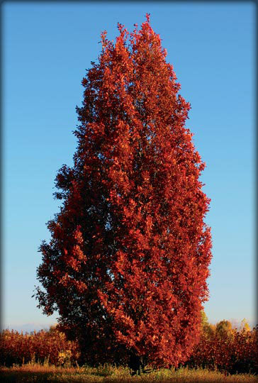 Quercus x Crimson Spire 