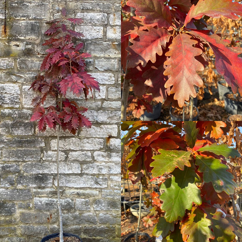 Quercus x Montalba 