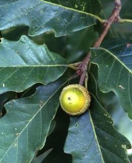 Quercus x Montalba 